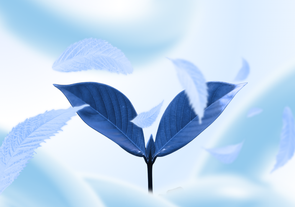 AI & Environmental Responsibility